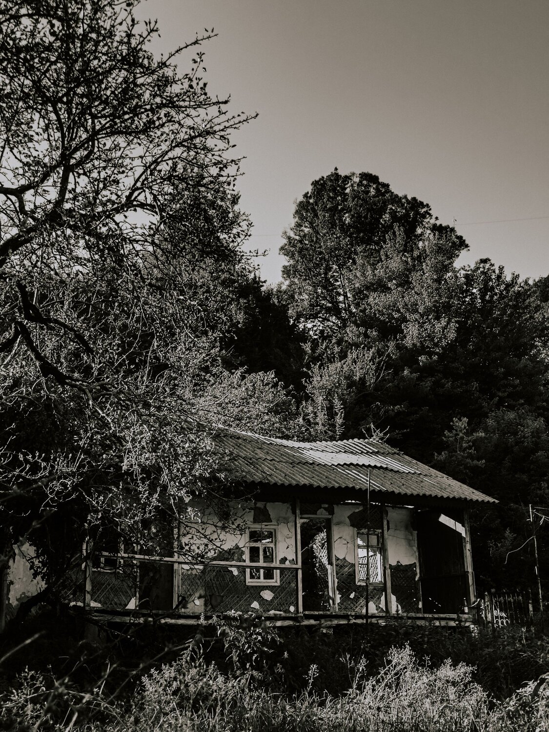 Photo #14040745