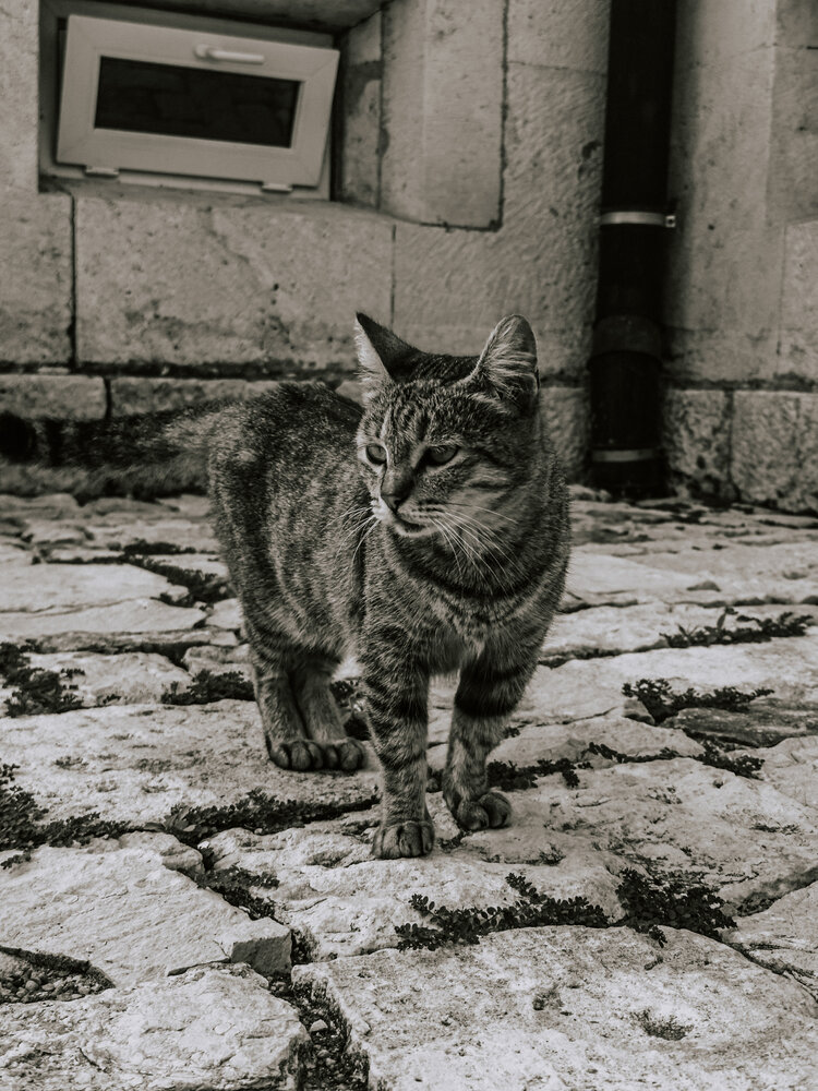 Фотография автора Елена Пакскина