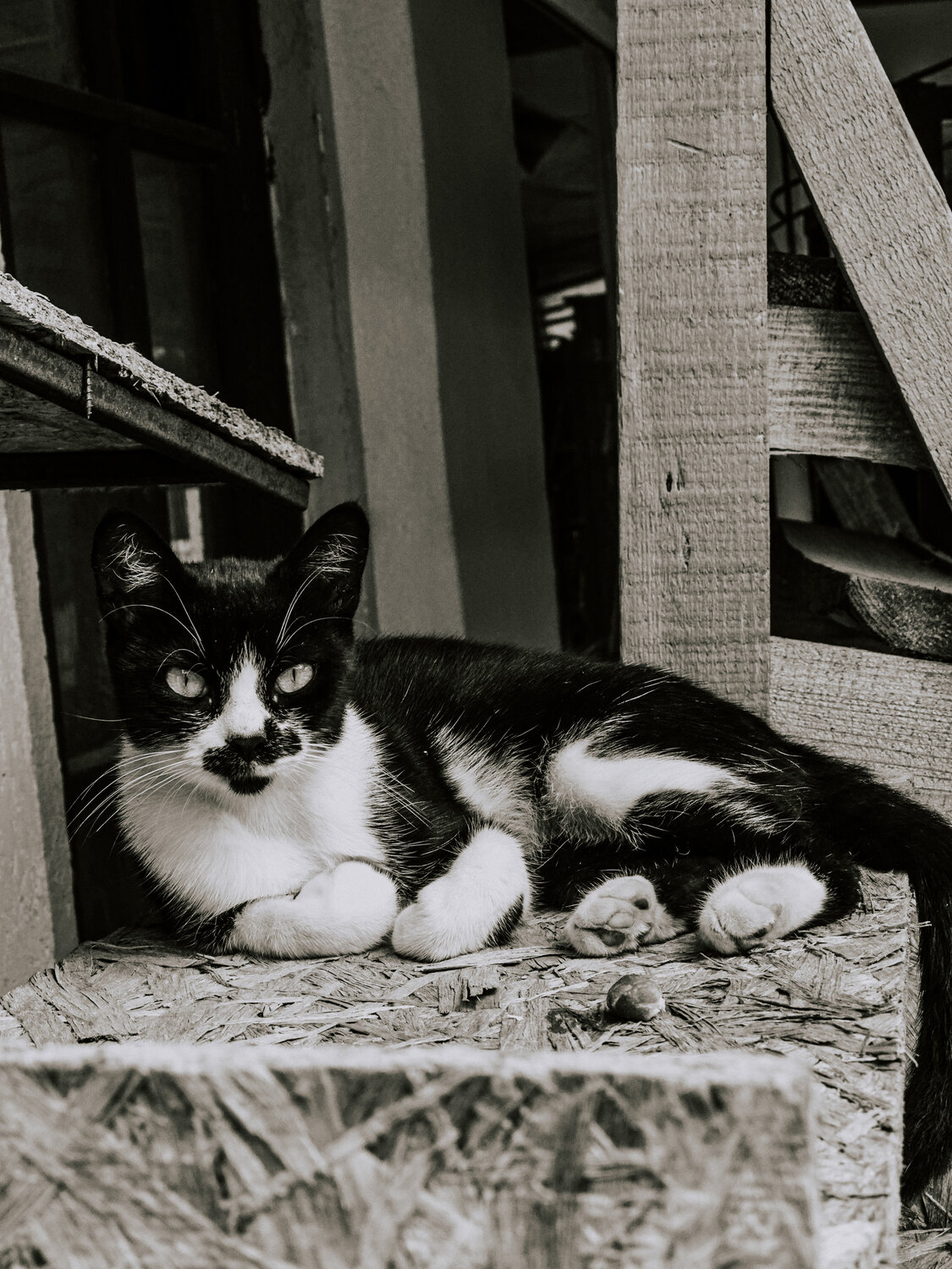 Photo #14040889