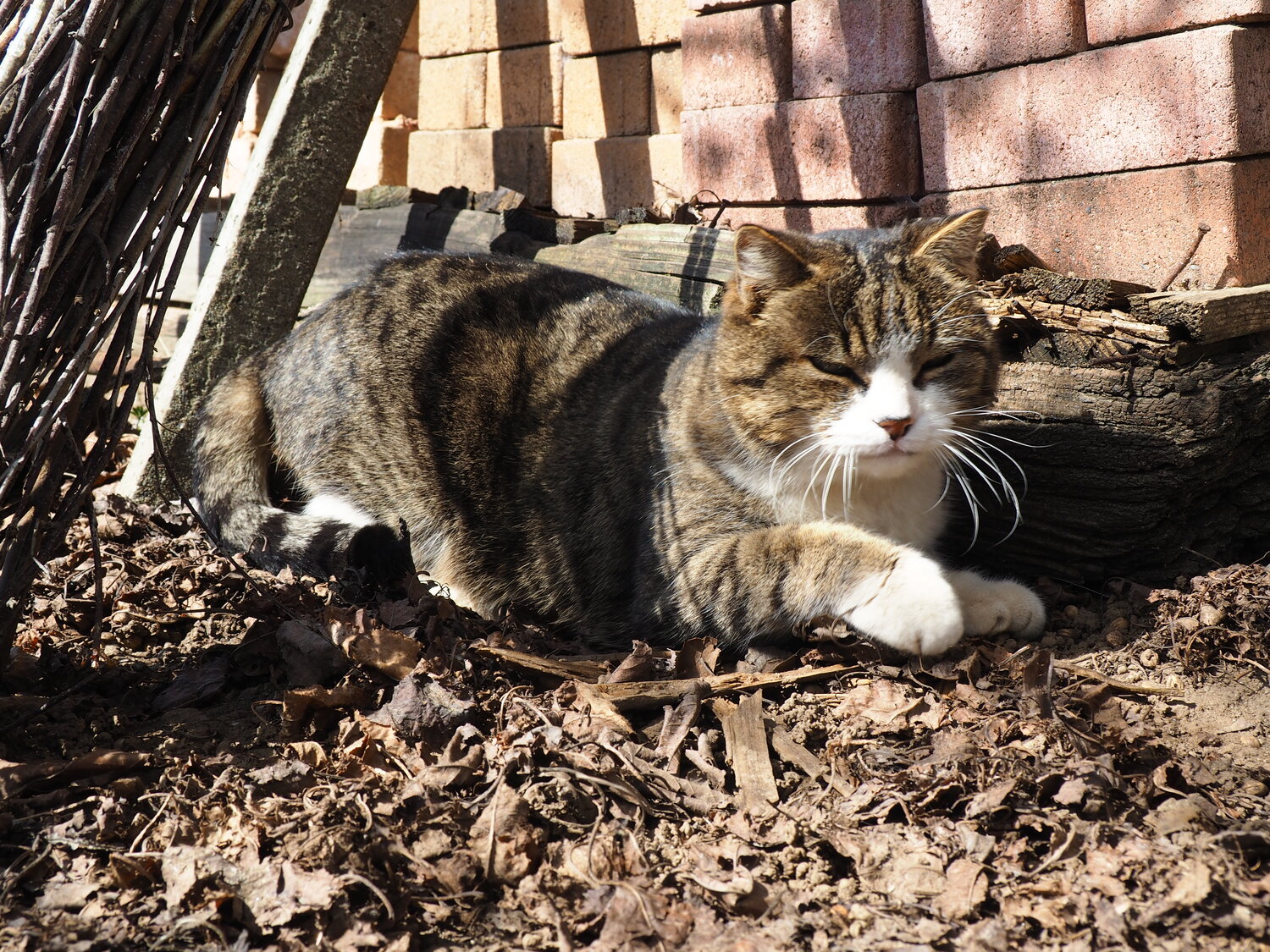 Photo #14040894