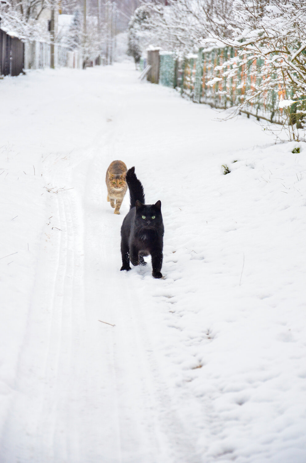 Photo #14041046