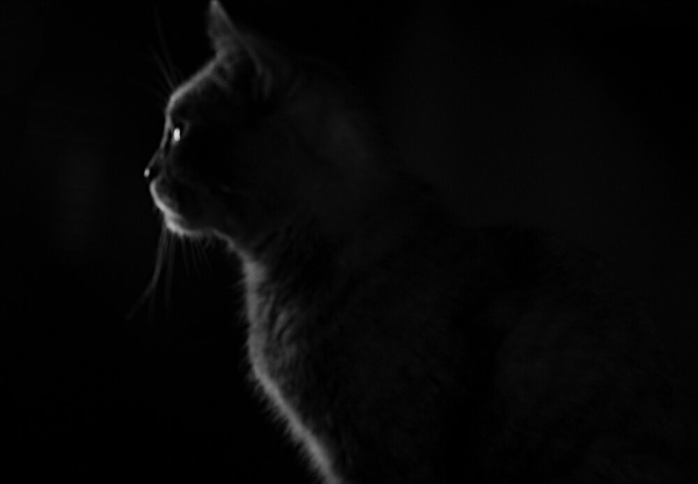 Photograph by Ольга Шевцова