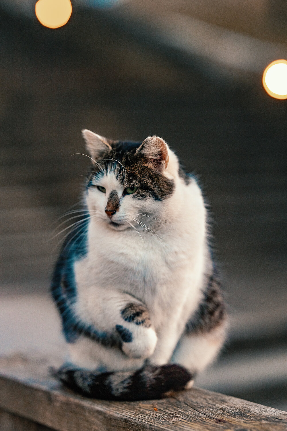 Photo #14041066