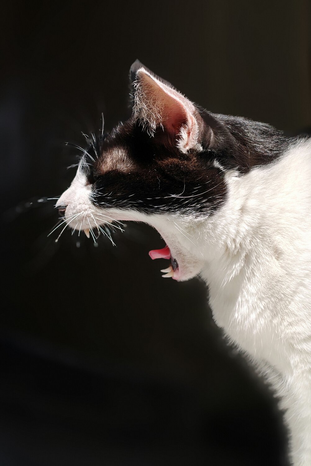 Photo #14041228