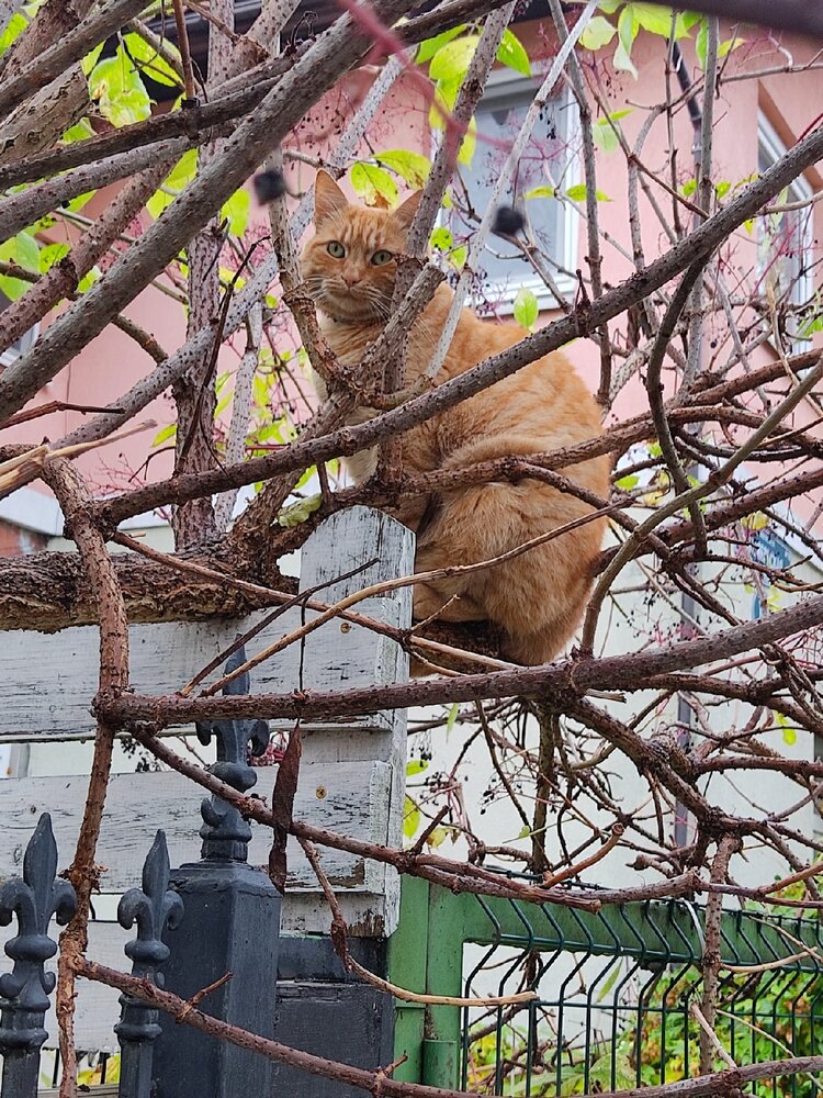 Отчего коты не летают, как птицы?