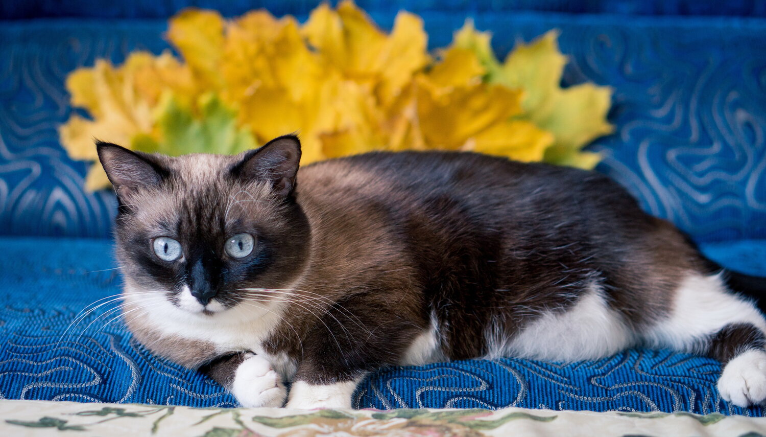 Photo #14041275