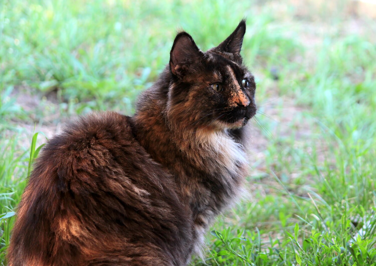 Photo #14041276