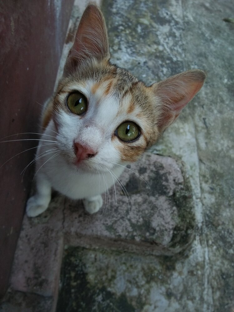 Hello Hooman!