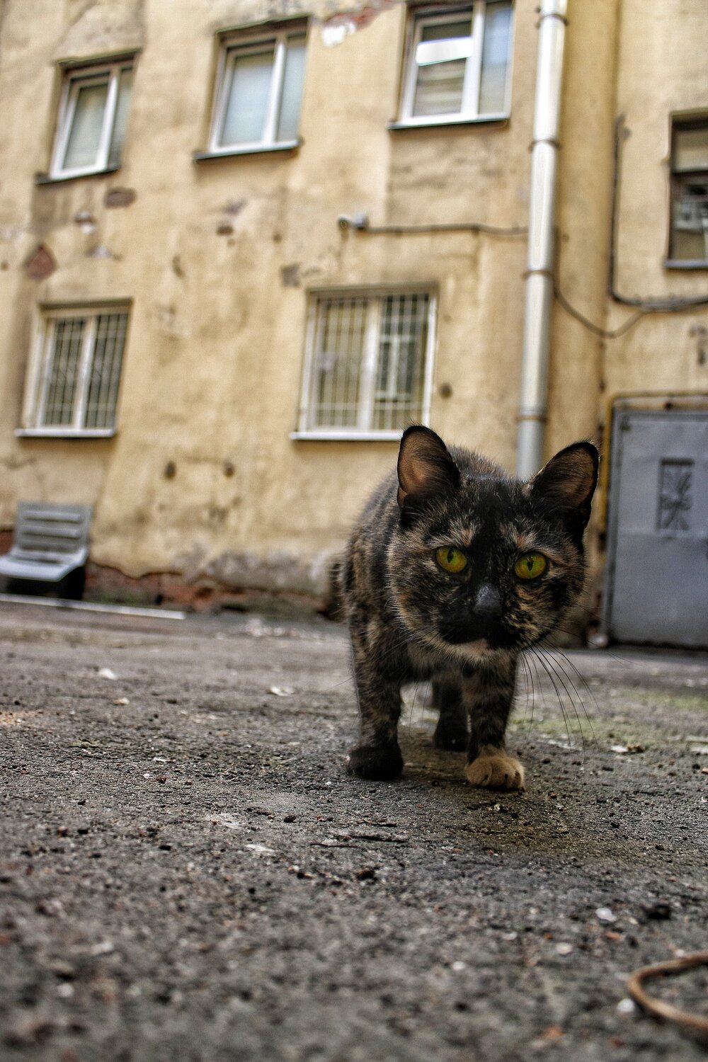 Photo #14041292