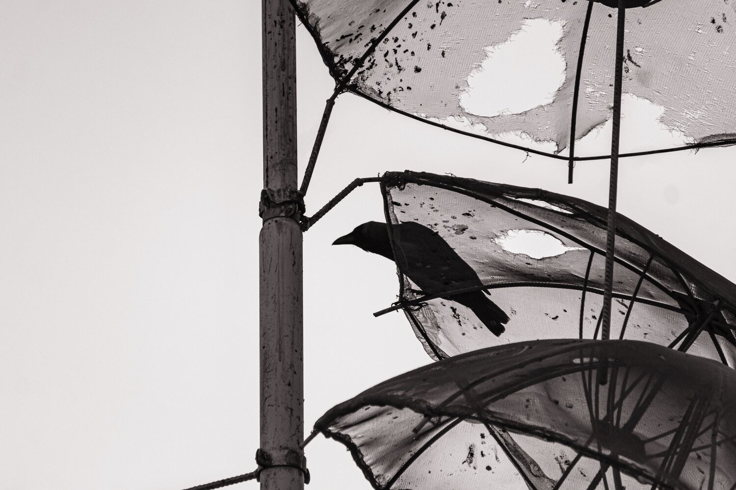 Photo #14041383