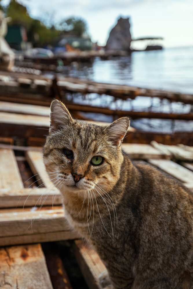 Photograph by Андрей Котенко