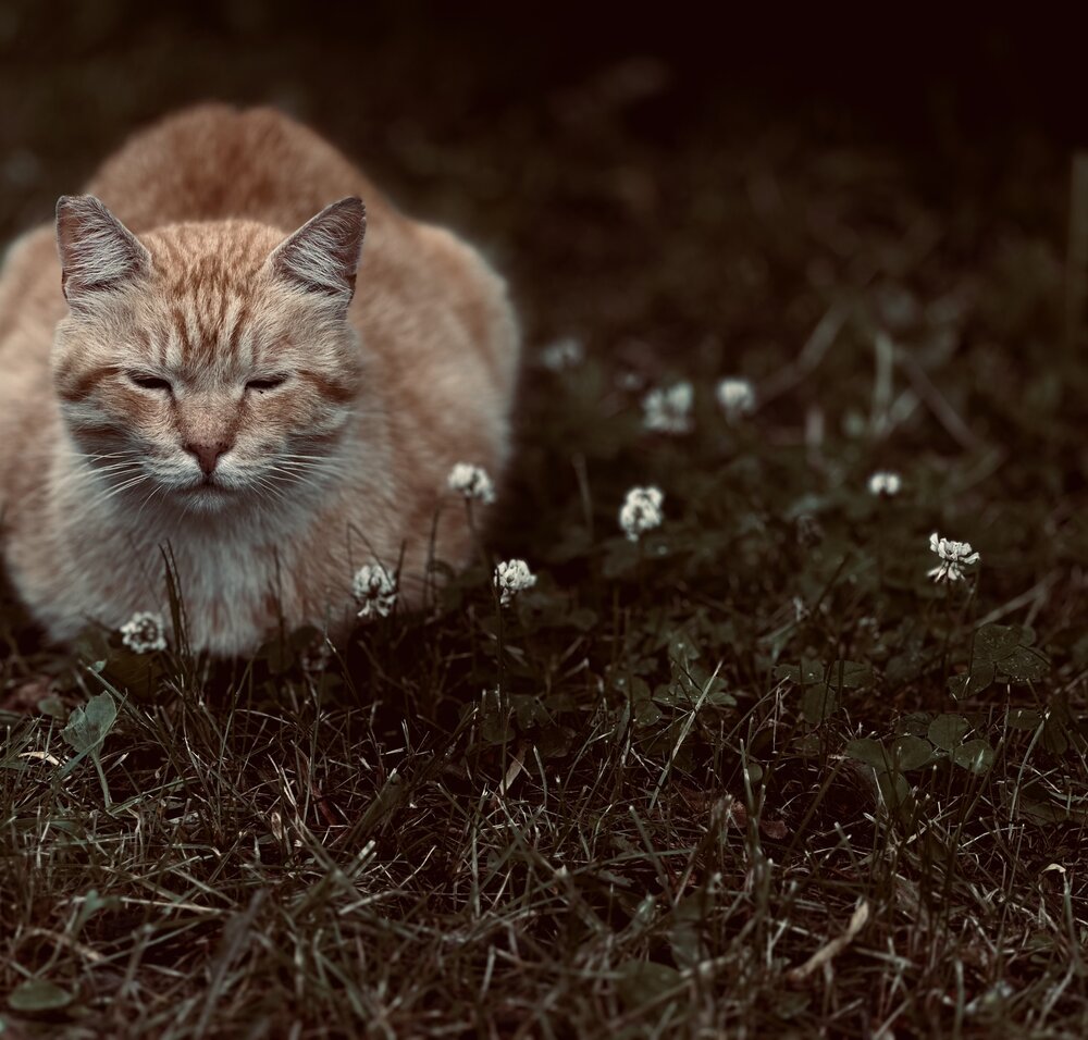 Photograph by NATASHA IO