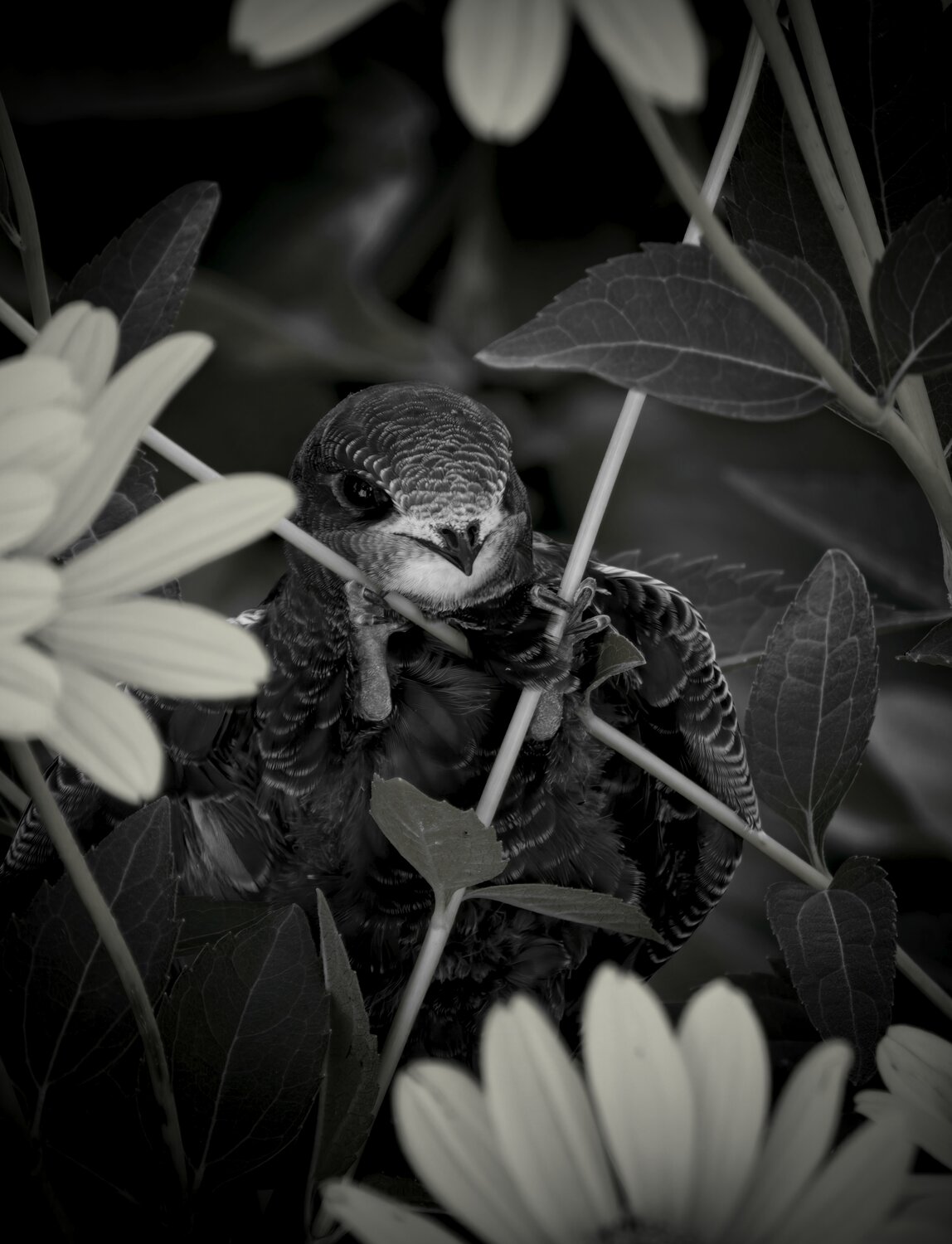 Photo #14041519