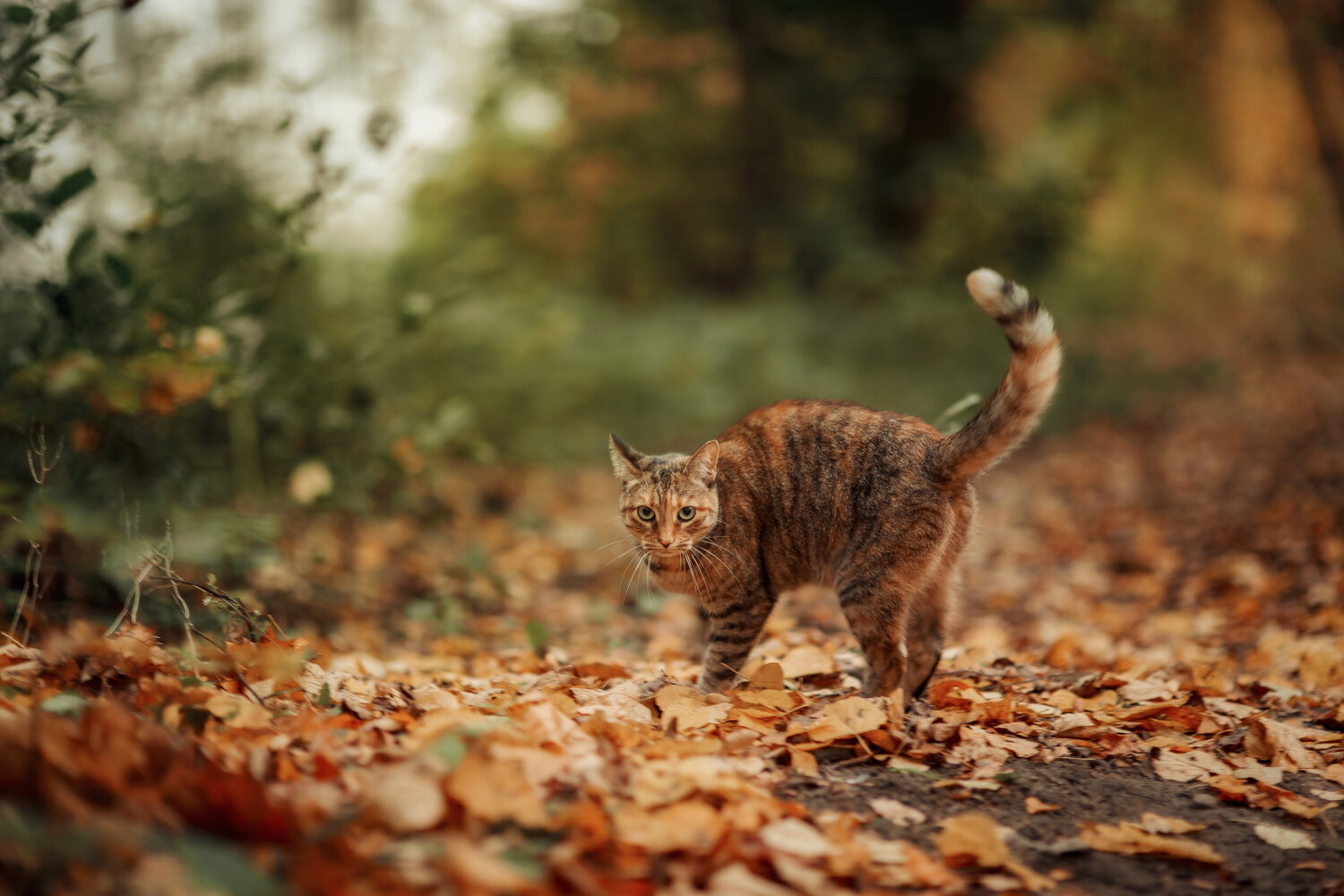 Photo #14041564
