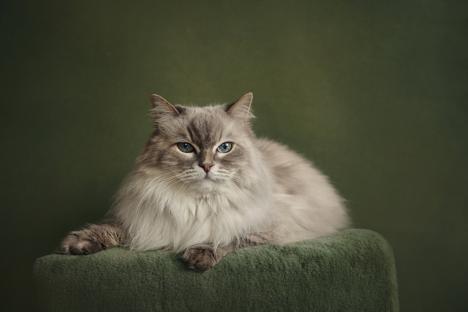 Photo #14041565