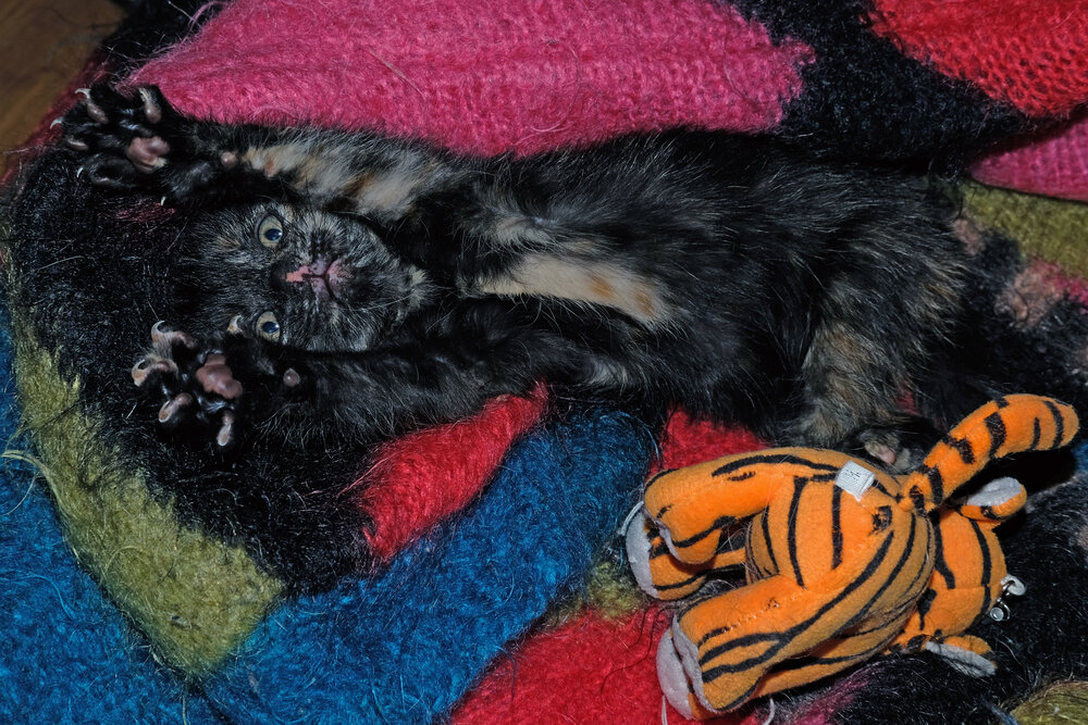 Tiger Catcher