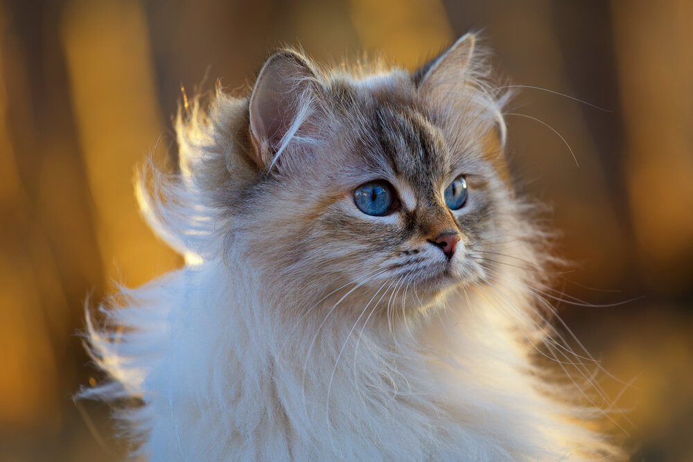 Photograph by Елена Соловьёва