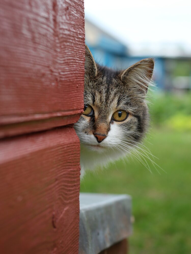 Photograph by Андрей Шестаков