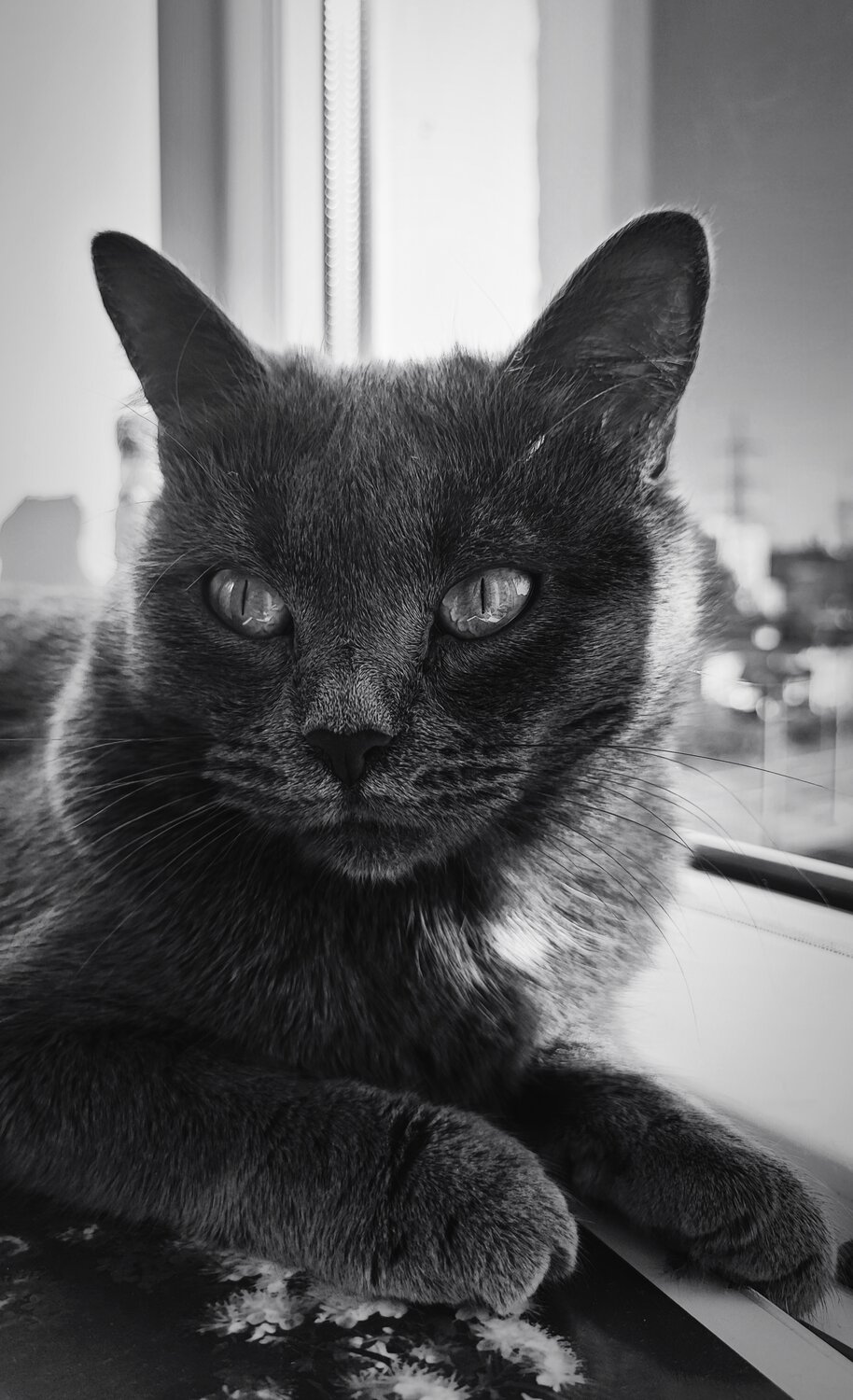 Photo #14041826