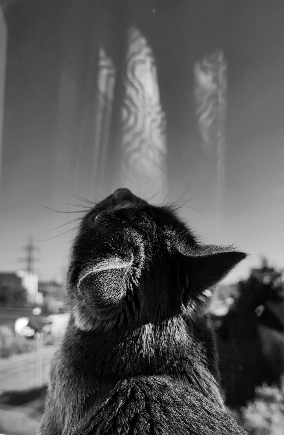 Photo #14041829