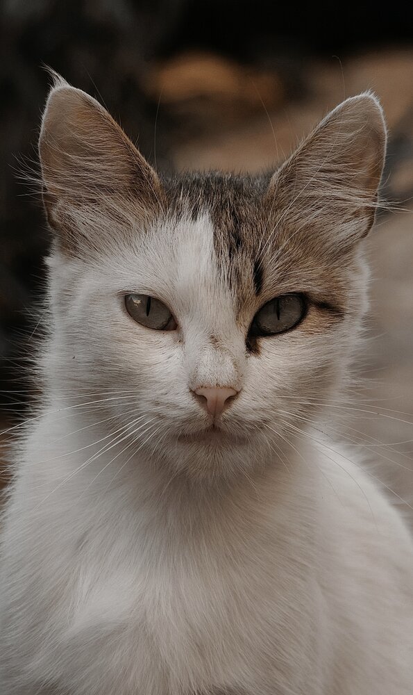 Photograph by Yacoub Muammar