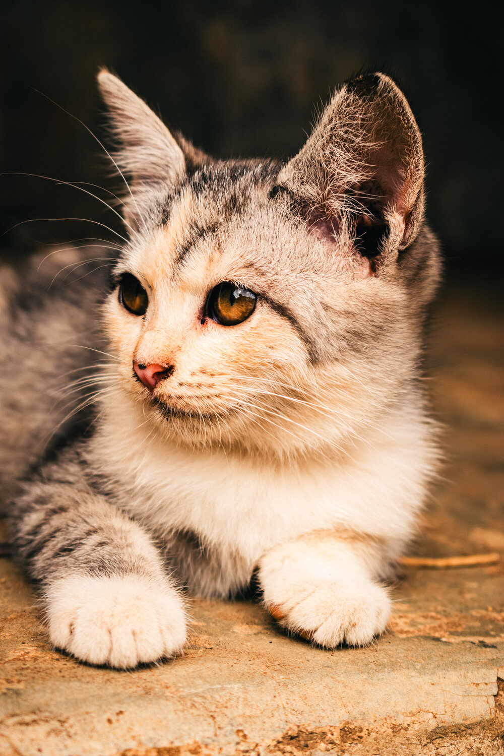 amber eyes