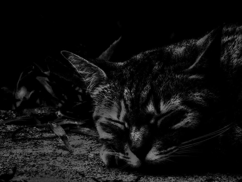 Photograph by Luis Fernando Tamayo Yepez