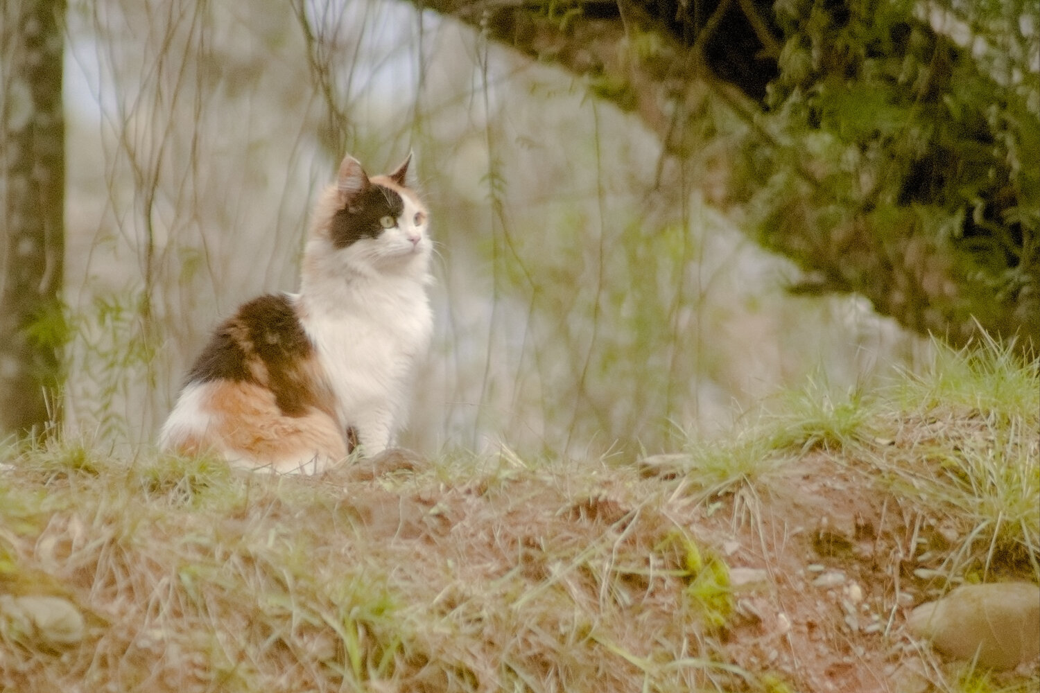Photo #14042245