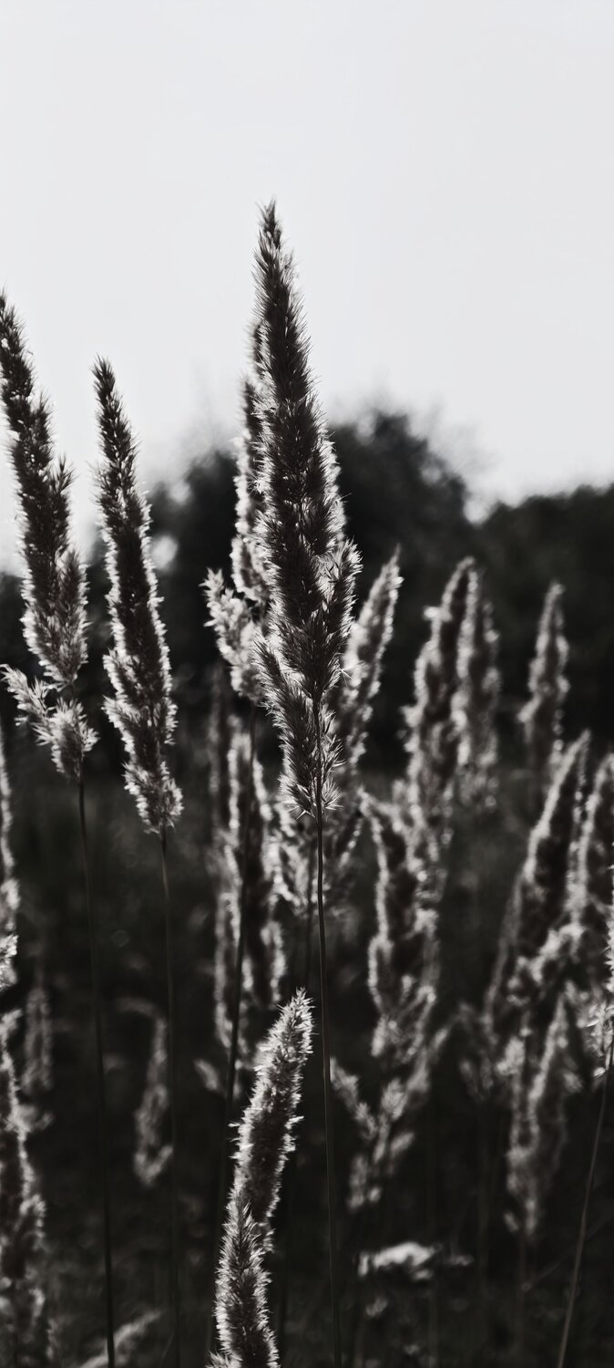 Photo #14042254