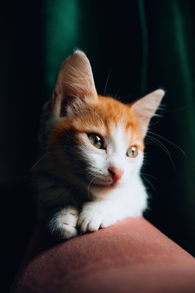 Photograph by Звягин Сергей