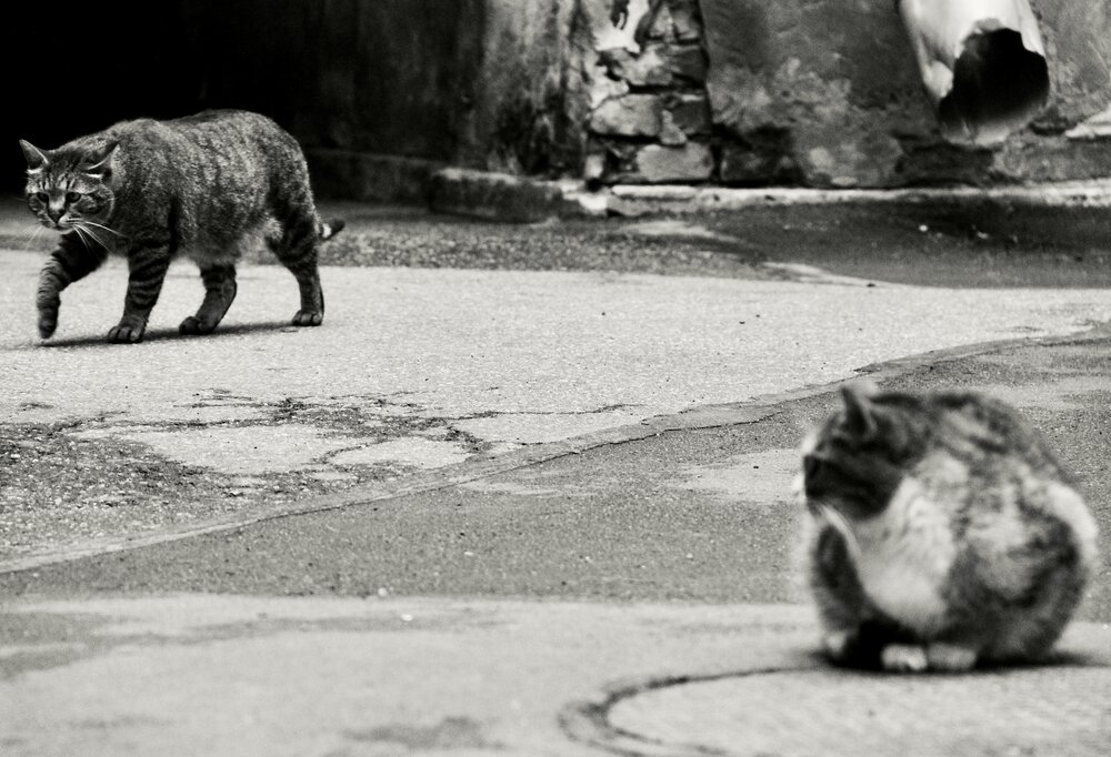 Photograph by Арина Фирсова