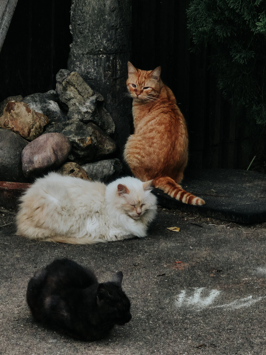Photo #14042343