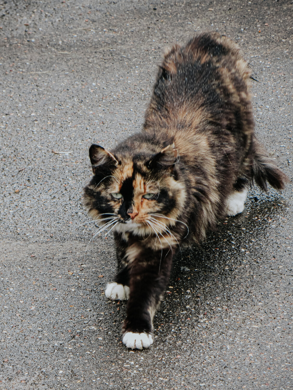 Photo #14042344