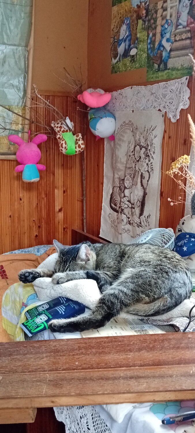 Photo #14042354