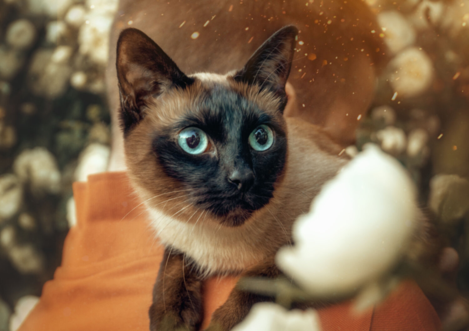 Photo #14042488
