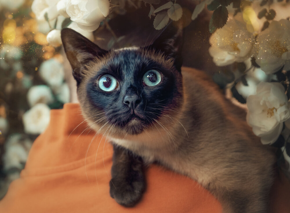 Photograph by Светлана Инькова