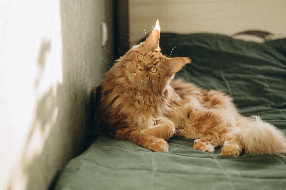 Photograph by Светлана Субботина