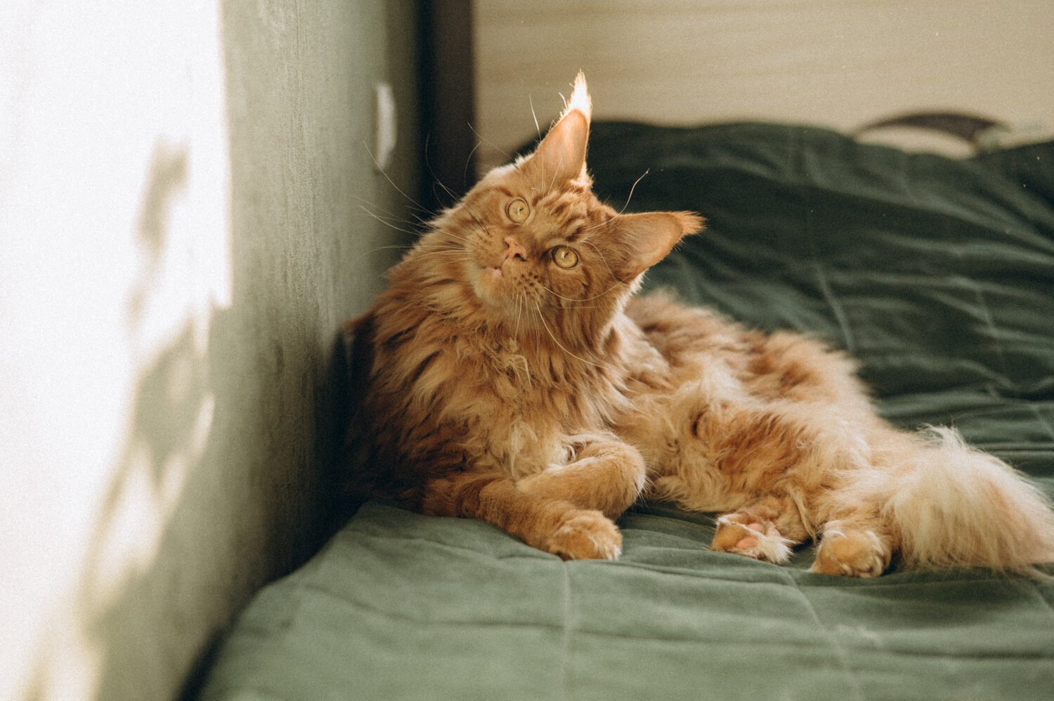 Photo #14042514