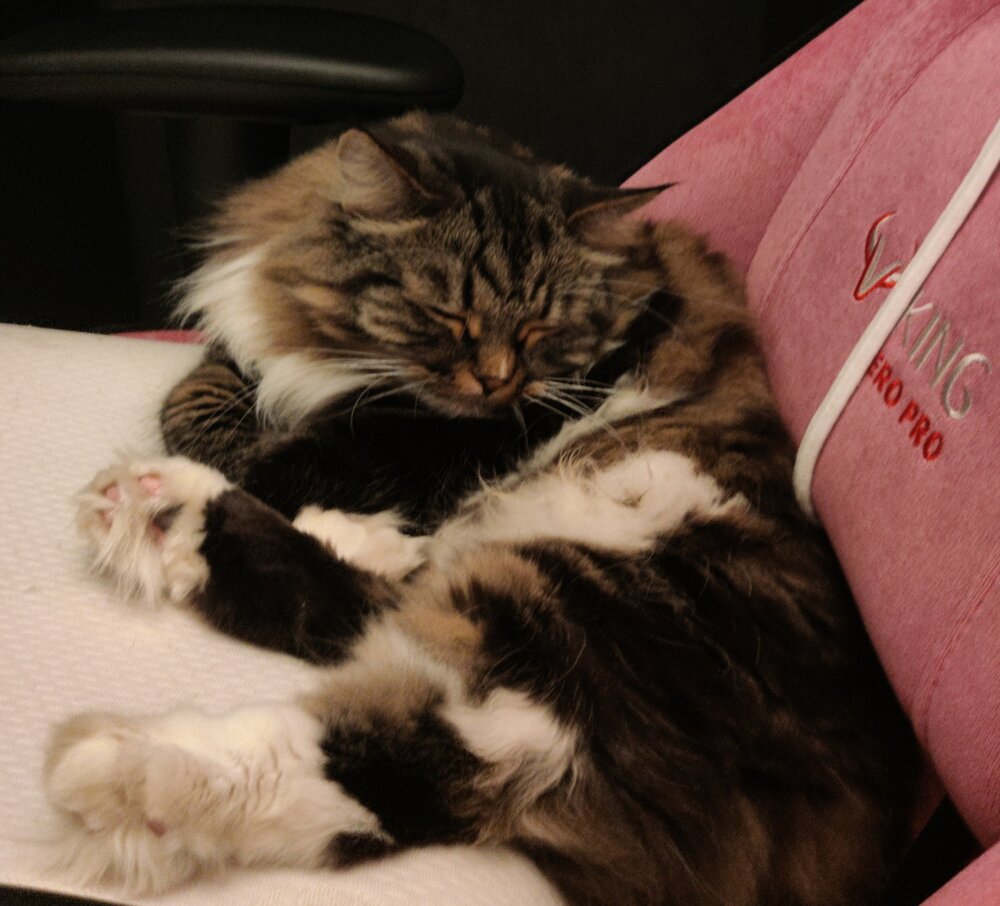 Photo #14042527