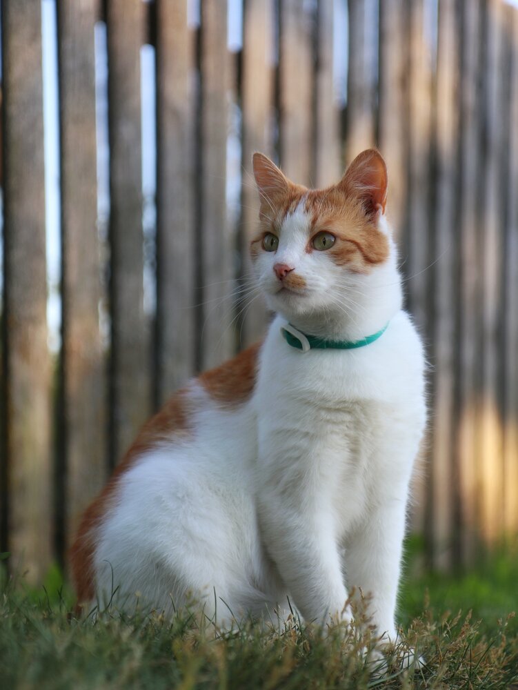 Photograph by Андрей Шестаков