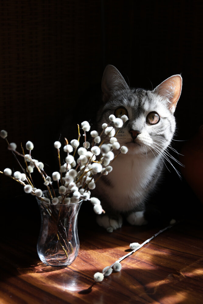 Photo #14042584