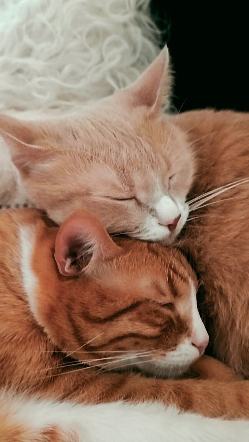Photo #14042693