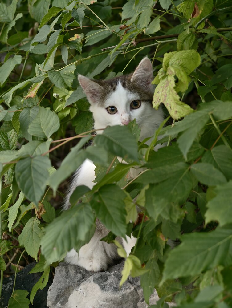 Photo #14042765