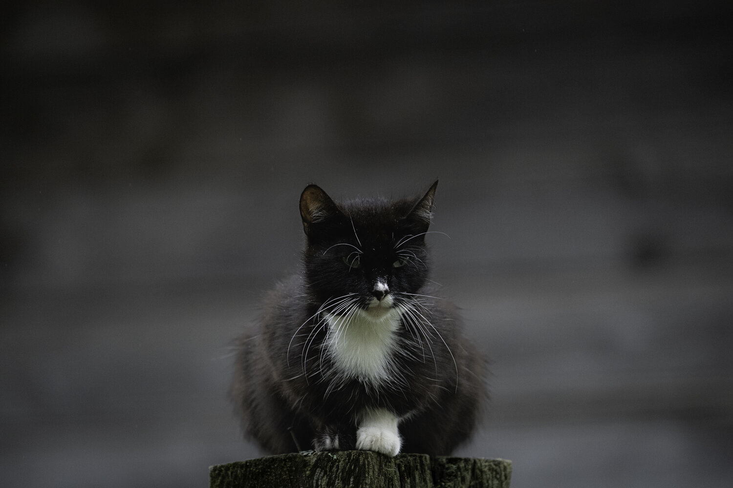 Photo #14042787