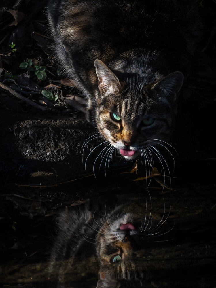 Photograph by Kohda Sharming