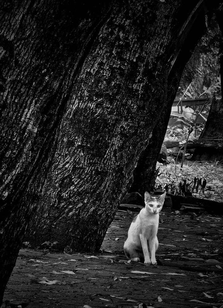 Фотография автора Rahil Khan