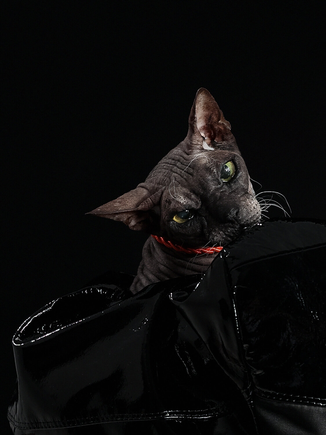 Photo #14042896