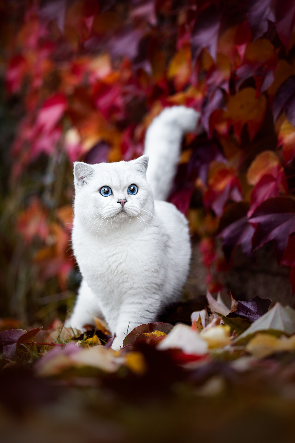 Photo #14042929