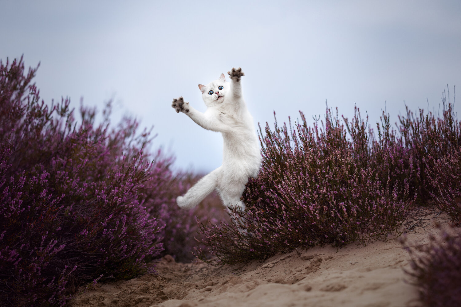 Photo #14042930
