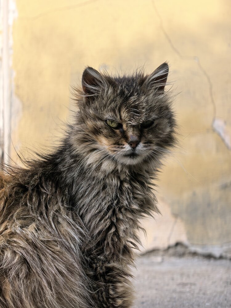 Фотография автора Мария Кутасина